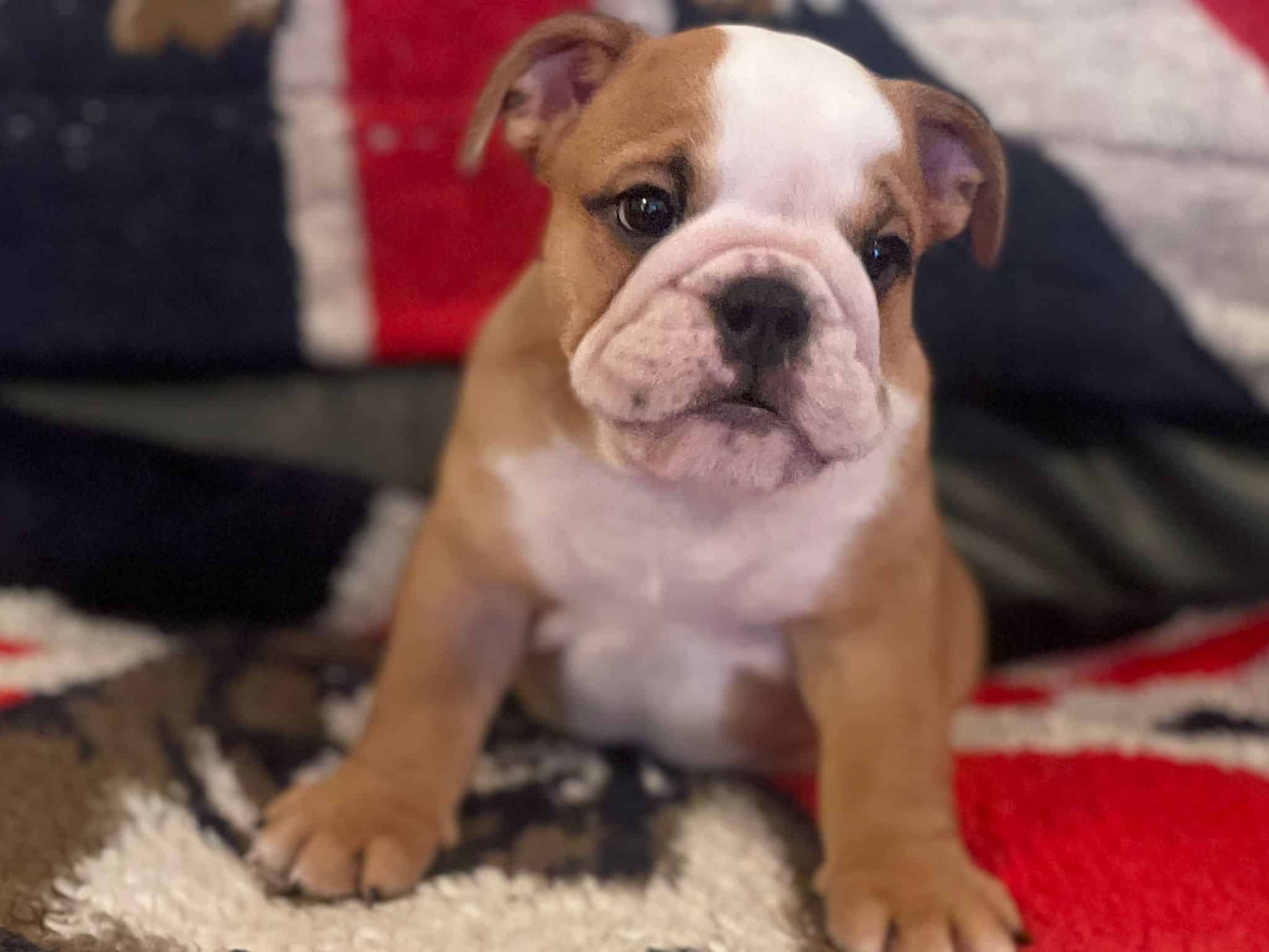 english bulldog puppies for sale