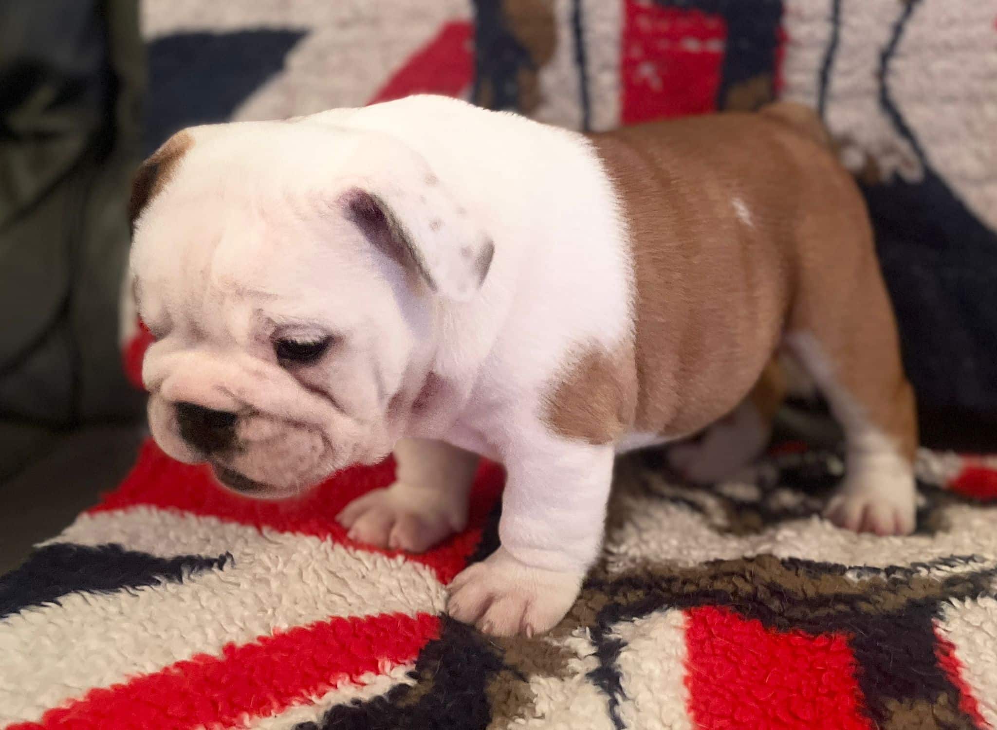english bulldog puppy for sale in manchester