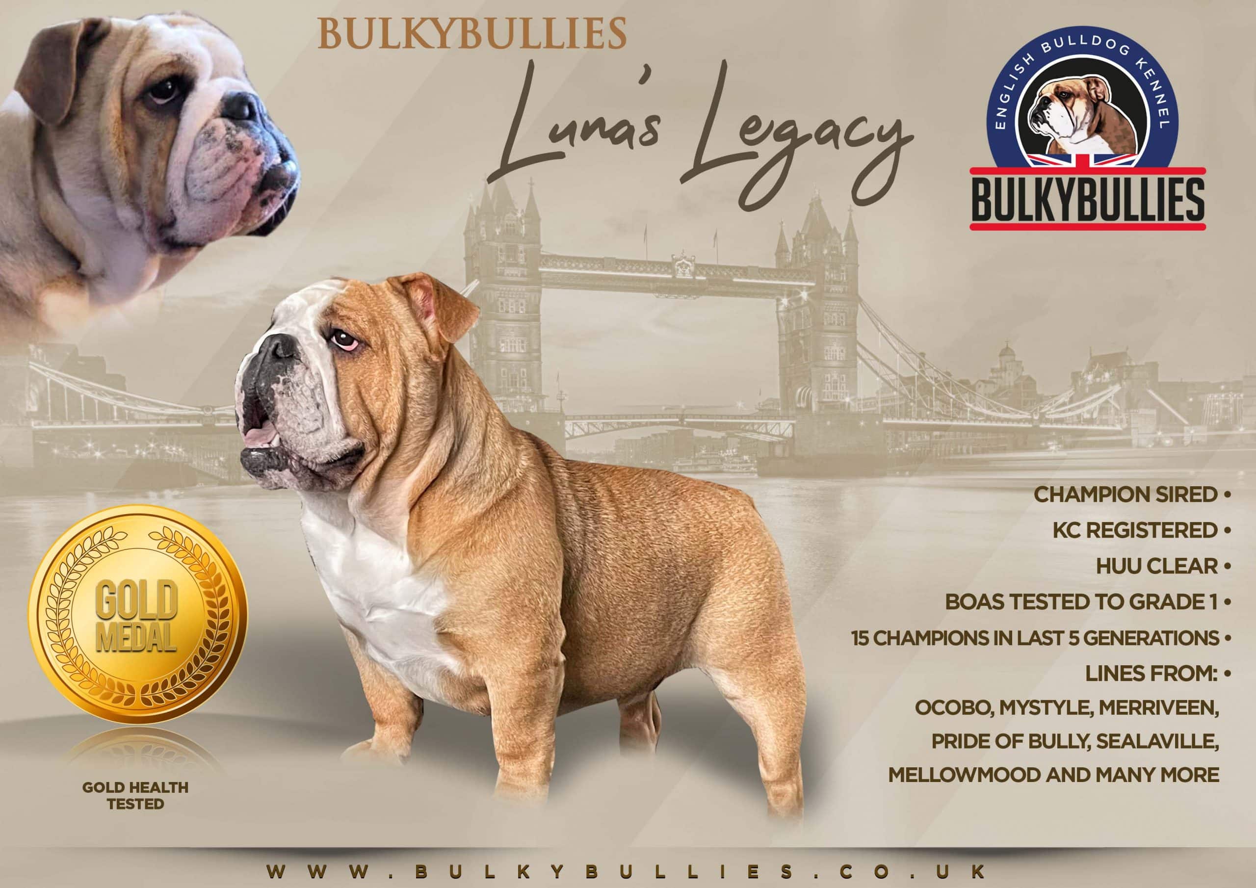 Gold health tested english bulldog